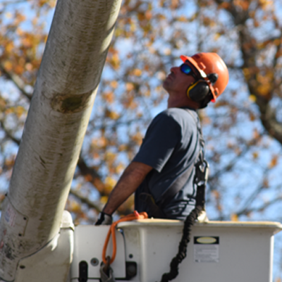 Tree Removal